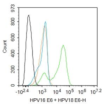 HPV16 E6 + HPV18 E6 Rabbit Polyclonal Antibody