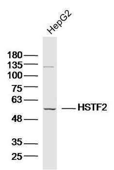 HSTF2 Rabbit Polyclonal Antibody