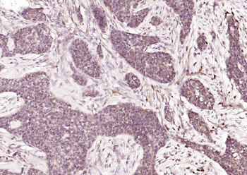 HSTF2 Rabbit Polyclonal Antibody