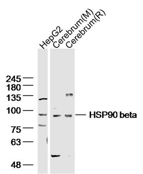 HSP90 beta Rabbit Polyclonal Antibody
