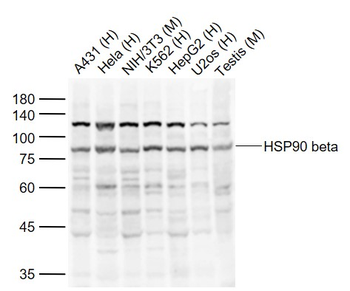HSP90 beta Rabbit Polyclonal Antibody