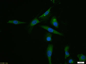 HSP90 beta Rabbit Polyclonal Antibody