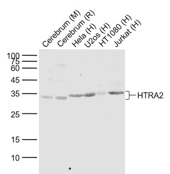 HTRA2 Rabbit Polyclonal Antibody