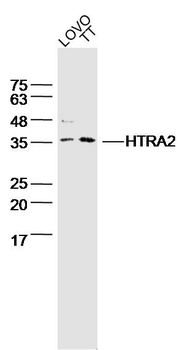 HTRA2 Rabbit Polyclonal Antibody