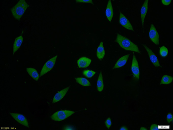 HTRA2 Rabbit Polyclonal Antibody