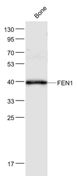 FEN1 Rabbit Polyclonal Antibody