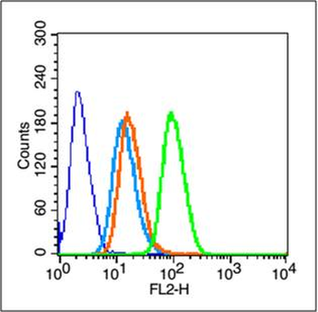 IASPP Rabbit Polyclonal Antibody