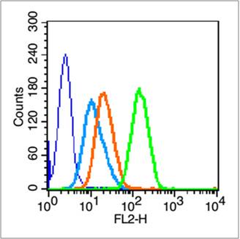 IASPP Rabbit Polyclonal Antibody