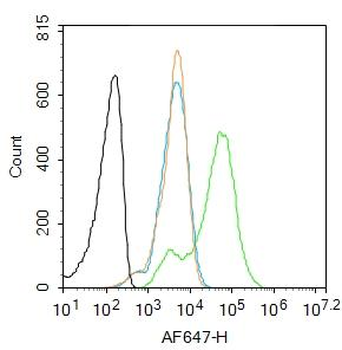 IASPP Rabbit Polyclonal Antibody