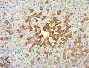 IASPP Rabbit Polyclonal Antibody