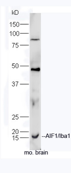 AIF1/Iba1 Rabbit Polyclonal Antibody