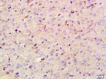 AIF1/Iba1 Rabbit Polyclonal Antibody