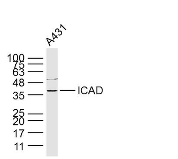 DFFA Rabbit Polyclonal Antibody