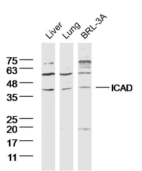 DFFA Rabbit Polyclonal Antibody