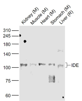 IDE Rabbit Polyclonal Antibody