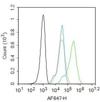 IGF2 Rabbit Polyclonal Antibody
