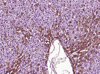 IGF2 Rabbit Polyclonal Antibody