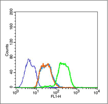 IKB alpha Rabbit Polyclonal Antibody
