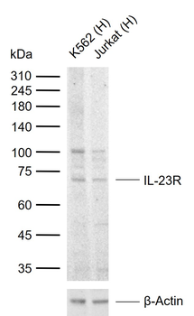 IL-23R Rabbit Polyclonal Antibody