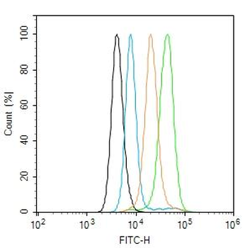 IL-1 Beta Rabbit Polyclonal Antibody