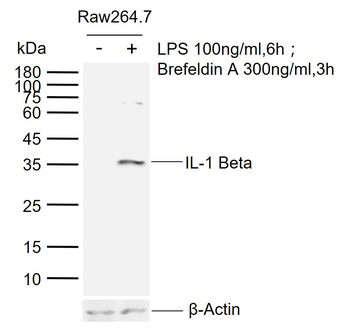 IL-1 Beta Rabbit Polyclonal Antibody