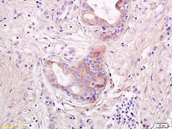 IL-23 Rabbit Polyclonal Antibody