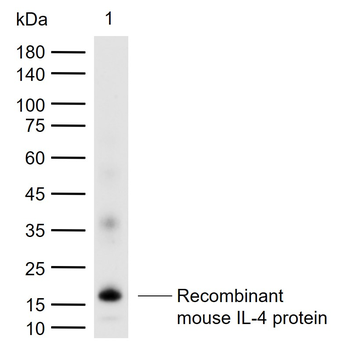 IL-4 Rabbit Polyclonal Antibody