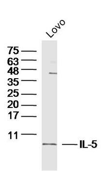 IL-5 Rabbit Polyclonal Antibody
