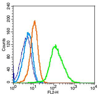 IL6ST/CD130 Rabbit Polyclonal Antibody