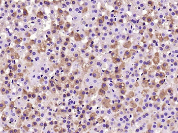 IL6ST/CD130 Rabbit Polyclonal Antibody