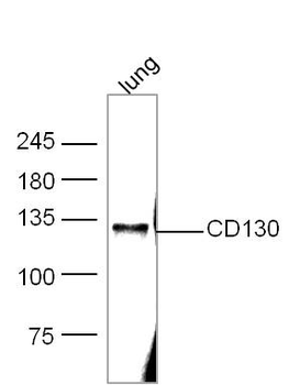 IL6ST/CD130 Rabbit Polyclonal Antibody