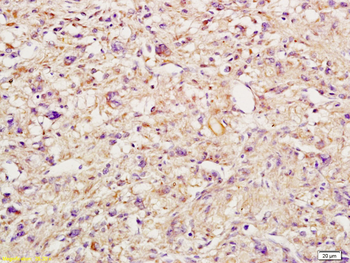 IL6ST/CD130 Rabbit Polyclonal Antibody