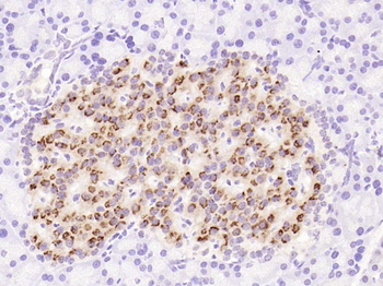 Proinsulin Rabbit Polyclonal Antibody