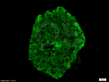 Proinsulin Rabbit Polyclonal Antibody