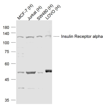 Insulin Receptor alpha Rabbit Polyclonal Antibody