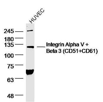 Integrin Alpha V Rabbit Polyclonal Antibody