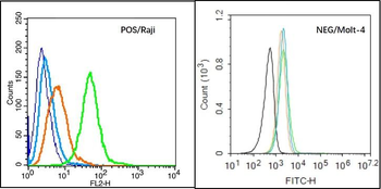 ENPP3 Rabbit Polyclonal Antibody
