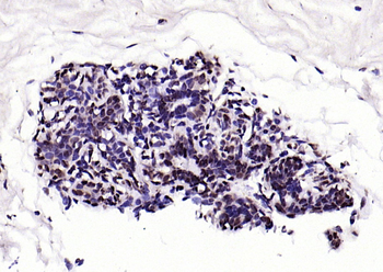 IRF1 Rabbit Polyclonal Antibody