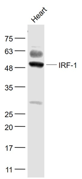 IRF1 Rabbit Polyclonal Antibody