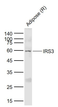 IRS3 Rabbit Polyclonal Antibody