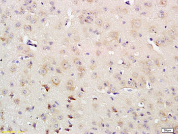 IRS-4 Rabbit Polyclonal Antibody