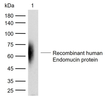 Endomucin Rabbit Polyclonal Antibody