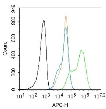 Insulin Receptor Beta Rabbit Polyclonal Antibody