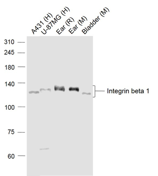 Integrin beta 1 Rabbit Polyclonal Antibody