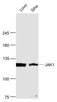 JAK1 Rabbit Polyclonal Antibody