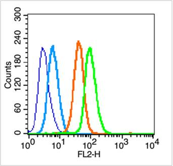 JNK1 + JNK3 Rabbit Polyclonal Antibody
