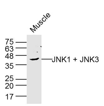 JNK1 + JNK3 Rabbit Polyclonal Antibody