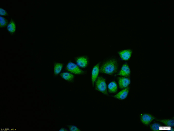 JNK1 + JNK3 Rabbit Polyclonal Antibody