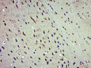 JNK1 + JNK3 Rabbit Polyclonal Antibody