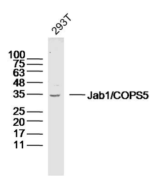 Jab1/COPS5 Rabbit Polyclonal Antibody